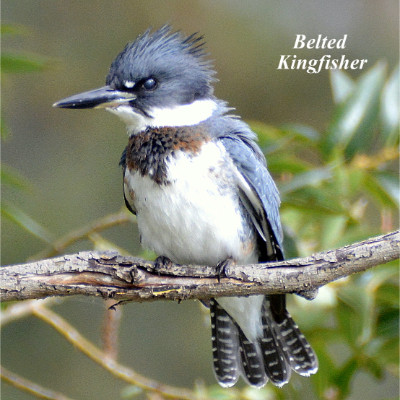 Belted Kingfisher